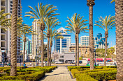 圣地亚哥市中心的加州棕榈树