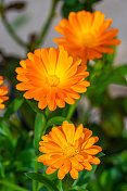 明亮的橙色金盏菊花在一个阳光明媚的夏日花园里