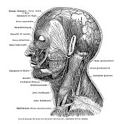 人体面神经系统解剖图1886年