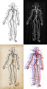 古董插图:心血管系统 古董插图:心血管系统