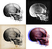 古玩动物插图:人类头骨