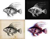 古董动物插图:John Dory (Zeus faber)