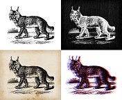 古董动物插图:山猫