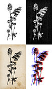 古董植物学插图:地榆，沙拉地榆，花园地榆