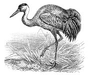 鸟普通鹤雕刻1899 鸟普通鹤雕刻1899