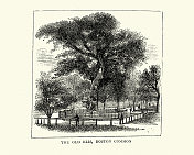 美国波士顿公地的老榆树，1872年，维多利亚时代19世纪