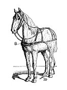 古董插图:马 古董插图:马
