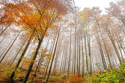 模糊运动中的秋季森林，Primorska, Julian Alps，斯洛文尼亚，欧洲