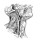 古董插图:颈动脉 古董插图:颈动脉