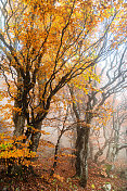 模糊运动中的秋季森林，Primorska, Julian Alps，斯洛文尼亚，欧洲