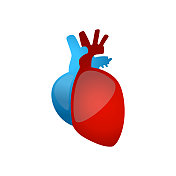 的心。人体器官解剖-颜色矢量图例