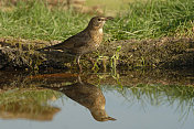 母画眉镜像(Turdus merula)