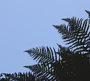 一株蕨类植物的剪影在天空的映衬下从下面拍摄