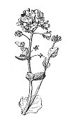 古色古香的插图:铁皮蜗，普通的坏血病草