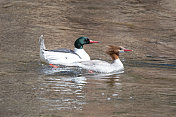 雄性和雌性普通秋沙鸭在游泳