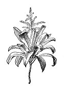 古董插图:龙血树属植物