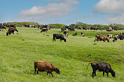 在英国彭布罗克郡的夏日，一群奶牛在草地上快乐地吃着草。