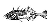 古董插图:三刺棘鱼