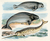 独角鲸、海牛、儒艮插图1899