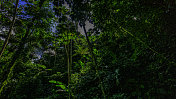 南美洲的热带雨林