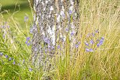 苏格兰蓝铃草和桦树的树干