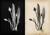 植物学植物仿古雕刻插画:车前草(ribwort plantain，窄叶车前草)