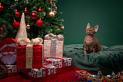 好奇的猫坐在圣诞树下的枕头上
