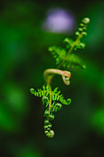 蕨类植物的Macrophotography Shots