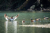 智利南部湖泊上的鸭子