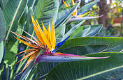 天堂之鸟(Strelitzia reginae)覆盖在灰烬中，Cumbre vieja火山喷发，拉帕尔马，2021。加那利群岛