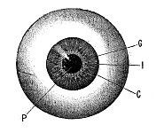 仿古插图:眼睛虹膜