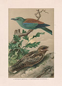 罗拉和夜鹰:欧洲罗拉和夜鹰，彩色印刷，出版于1887年