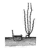 仿古插画:植物分层繁殖