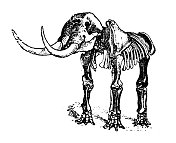 仿古插图:乳齿象骨架