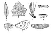 古色古香插图:树叶和昆虫翅膀纹路