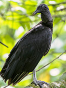哥斯达黎加托土盖罗国家公园的黑秃鹰