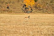雄性叉角羚和秋天的颜色