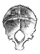 仿古插图:枕骨 仿古插图:枕骨