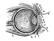 仿古插画:人眼 仿古插画:人眼