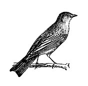 古董插画:圃鹀(Emberiza hortulana)