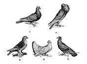 古董插图:鸽子的类型