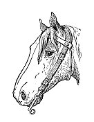 古董插图:马嚼子(马) 古董插图:马嚼子(马)