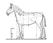 古董插图:马的比例