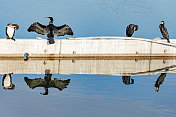 大鸬鹚(Phalacrocorax carbo)在日落时分的湖面上晒翅膀。Alcorcon,马德里,西班牙。