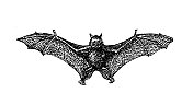 古董插图：鲁塞特蝙蝠