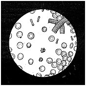 古董插图:红细胞
