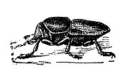 古董插图:树皮甲虫