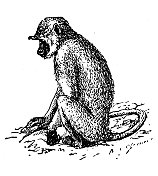 古玩插画:灰叶猴，又称哈奴曼叶猴，哈奴曼猴，Semnopithecus