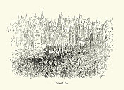 人群欢呼中世纪的军队，骑士抵达城市