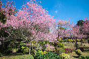 樱花(Sakura Flower)、樱花(Cherry Blossom)、泰国清迈(Chiang Mai)，或当地语言中的Nang Phaya Sua Krong Flower